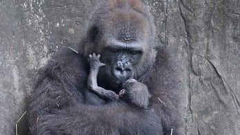 Endangered baby gorilla, born 6 days ago at Audubon Zoo in New Orleans, has died