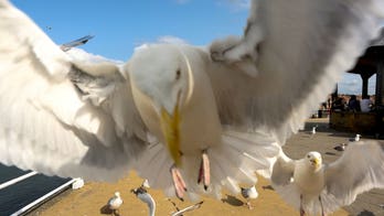 Researchers discover trick to keeping seagulls from stealing your food