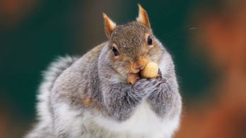 Fat squirrel spotted eating McDonald's cheeseburger outside Florida location