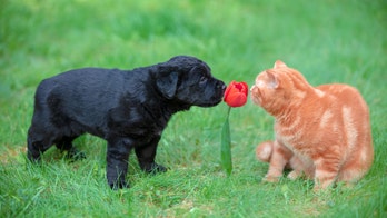 Videos and photos of 'cute' animals can reduce stress, study claims