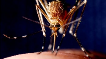 Health officials alarmed by unprecedented July spike in West Nile-infected mosquitoes in 2 major cities