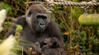 Newborn gorilla spotted cuddling with mom in viral photos