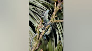 Bizarre-looking lizards born with bodies almost entirely comprised of their tails
