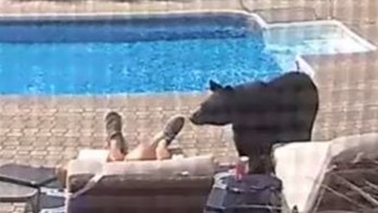 Bear nudges awake Massachusetts man napping by pool in surprising video: 'So startled'