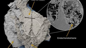 400M-year-old 'armored' fish may change the history of sharks as we know it