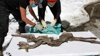 400-year-old mummified goat found in Italian Alps