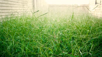 Homeowner shocked after heavy rain reveals secret buried under backyard garden