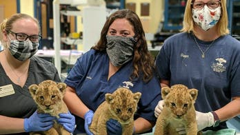 Remarkable pictures show first lion cubs born at Pittsburgh Zoo in nearly half-century