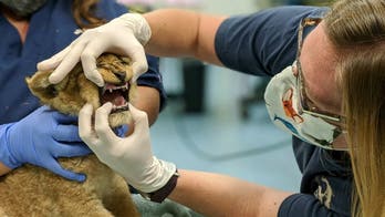 Remarkable pictures show first lion cubs born at Pittsburgh Zoo in nearly half-century