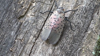 Spotted lanternflies threatening apple orchards in Pennsylvania
