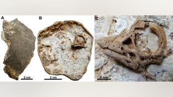 Largest dinosaur ever had 'rhino-like horn' at birth, research reveals