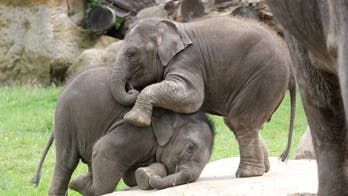 Elephants spotted 'wrestling' each other