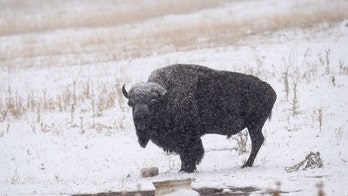 September snowstorm in Rocky Mountains brings 60-degree temperature plunge, up to 17 inches of snow