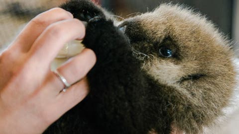 How Joey, the baby sea otter became a viral sensation amid the coronavirus pandemic