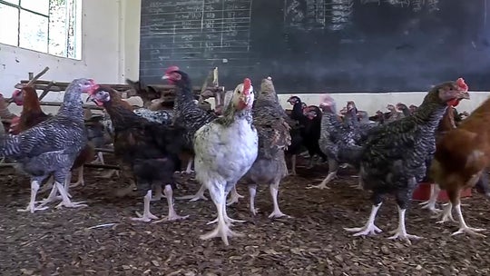 Chickens replace students in closed Kenyan school as educators struggle to earn a living