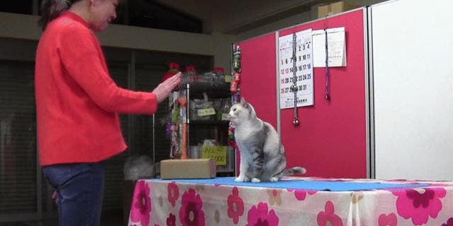 Fumi Higaki works with her cat, Ebisu. (Animal Cognition)