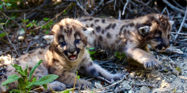 The scientists have been studying mountain lions in order to learn how the animals “survive in a fragmented and urbanized environment." (National Park Service)
