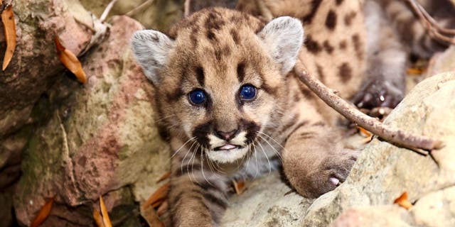 It’s the first time researchers have found so many mountain lion kittens born in the 18 years they’ve been studying the wild cats. (National Park Service)