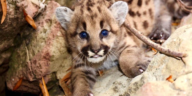It’s the first time researchers have found so many mountain lion kittens born in the 18 years they’ve been studying the wild cats. (National Park Service)
