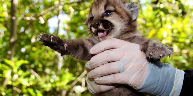 To check on the kittens, the scientists wait until the mother mountain lion leaves her den to hunt. (National Park Service)