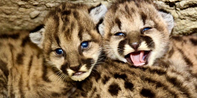 Biologists in California said they found an unprecedented 13 kittens born to five mothers between May and August in the Santa Monica Mountains and Simi Hills. (National Park Service)