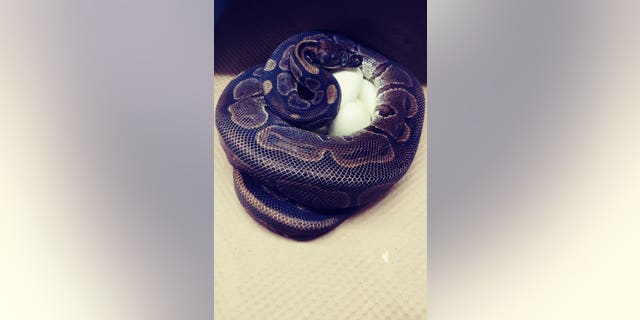 A 62-year-old ball python curled up around her eggs on July 23, 2020. Experts at the St. Louis Zoo are trying to figure out how a 62-year-old ball python laid seven eggs despite not being near a male python for at least two decades. (Chawna Schuette/Saint Louis Zoo via AP)