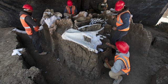Paleontologists work to preserve the skeleton of a mammoth that was discovered at the construction site of Mexico City’s new airport in the Santa Lucia military base, Mexico, Thursday, Sept. 3, 2020. (AP Photo/Marco Ugarte)