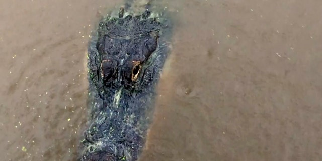 An alligator (not the one in Alabama) is seen on Tuesday, Sept. 15, 2020, in Moss Point, Miss. As Hurricane Sally