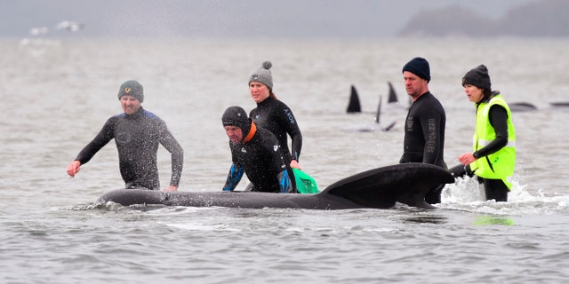 Members of a rescue crew stand with a whale on a sand bar near Strahan, Australia, Tuesday, Sept. 22, 2020. Around one third of an estimated 270 pilot whales that became stranded on Australia's island state of Tasmania had died as rescuers managed to return 25 to the sea in an ongoing operation. (Brodie Weeding/Pool Photo via AP)