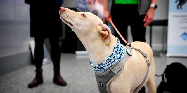 Another Airport Deploys COVID-Sniffing Dogs