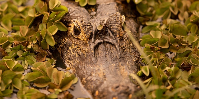 A caiman peeks out from a field of green as a fire consumes an area next to the Trans-Pantanal highway in the Pantanal wetlands near Pocone, Mato Grosso state, Brazil, Friday, Sept. 11, 2020. The Pantanal is the world’s largest tropical wetlands, popular for viewing jaguars, along with caiman, capybara and more. This year the Pantanal is exceptionally dry and burning at a record rate. (AP Photo/Andre Penner)