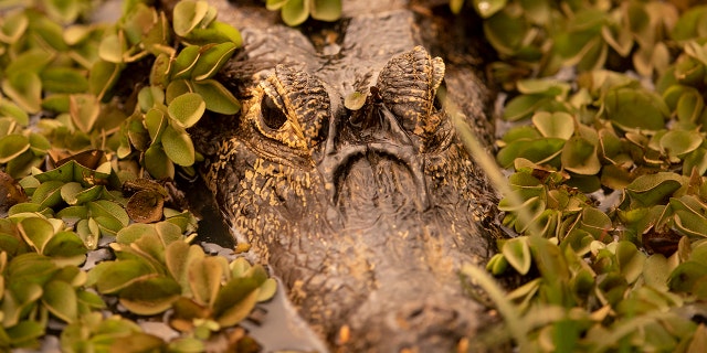 A caiman peeks out from a field of green as a fire consumes an area next to the Trans-Pantanal highway in the Pantanal wetlands near Pocone, Mato Grosso state, Brazil, Friday, Sept. 11, 2020. The Pantanal is the world’s largest tropical wetlands, popular for viewing jaguars, along with caiman, capybara and more. This year the Pantanal is exceptionally dry and burning at a record rate. (AP Photo/Andre Penner)