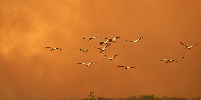 Birds fly past as a fire consumes an area next to the Trans-Pantanal highway in the Pantanal wetlands near Pocone, Mato Grosso state, Brazil, Friday, Sept. 11, 2020. As of Sept. 13, 19% of the Pantanal had been consumed by fire, according to a satellite laboratory at the Federal University of Rio de Janeiro. (AP Photo/Andre Penner)