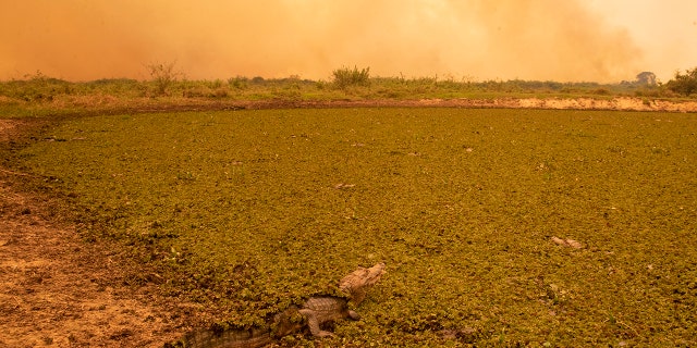 A caiman sits in a field of green as a fire consumes an area next to the Trans-Pantanal highway in the Pantanal wetlands near Pocone, Mato Grosso state, Brazil, Friday, Sept. 11, 2020. Jair Bolsonaro’s government says it has mobilized hundreds of federal agents and military service members to the region to douse the flames. However, all along the only highway through the northern Pantanal, dozens of people —  firefighters, ranchers, tour guides and veterinarians — told The Associated Press that the government has exaggerated its response and there are few federal boots on the ground.   (AP Photo/Andre Penner)