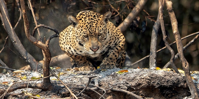 A jaguar crouches in an area recently scorched by wildfires at the Encontro das Aguas state park in the Pantanal wetlands near Pocone, Mato Grosso state, Brazil, Sunday, Sept. 13, 2020. The Pantanal is the world’s largest tropical wetlands, popular for viewing the furtive felines, along with caiman, capybara and more. This year the Pantanal is exceptionally dry and burning at a record rate. (AP Photo/Andre Penner)