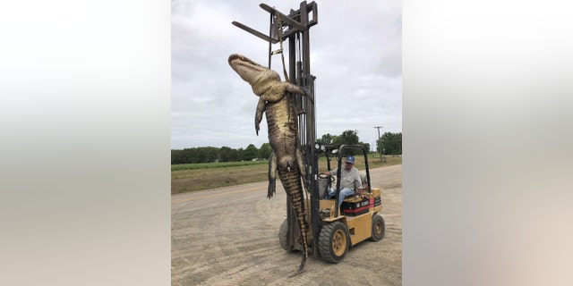 Arkansas' Game and Fish Commission said they only record length, and not weight, but confirmed that Beardon's catch was the longest in state history.