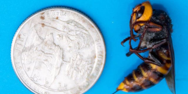 More Asian Giant 'murder Hornets' Found In Washington State, Officials ...