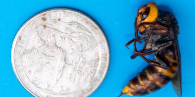 The dead worker Asian giant hornet.