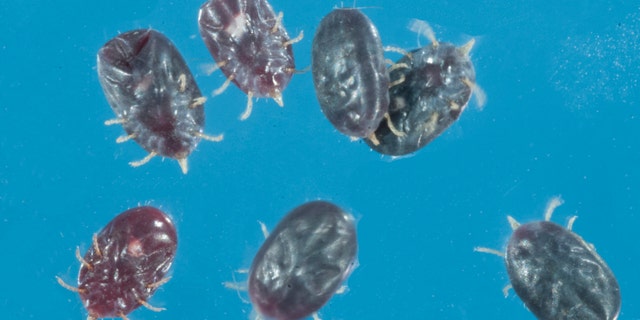 Live larval bat ticks (Carios kelleyi) taken from big brown bats in 2019 in Mercer County, New Jersey. (Photo: J. Occi/Rutgers Center for Vector Biology)