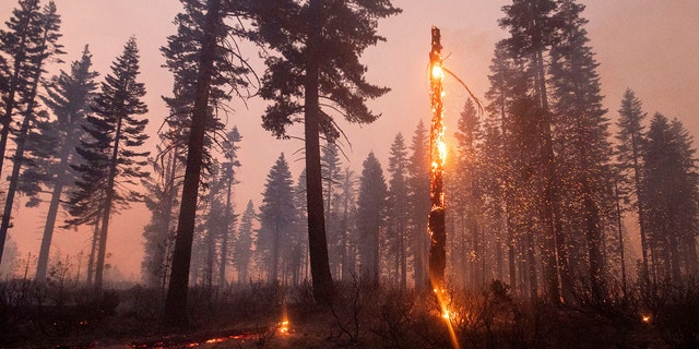 A tree casts embers as the North Complex Fire burns in Plumas National Forest, Calif., on Monday, Sept. 14, 2020.