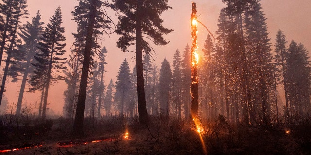 A tree casts embers as the North Complex Fire burns in Plumas National Forest, Calif., on Monday, Sept. 14, 2020.