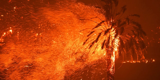 Embers fly off burning trees on the Silverado Trail as a hillside goes up in flames during the Glass Fire in St. Helena, Calif., on Sunday, Sept. 27, 2020.