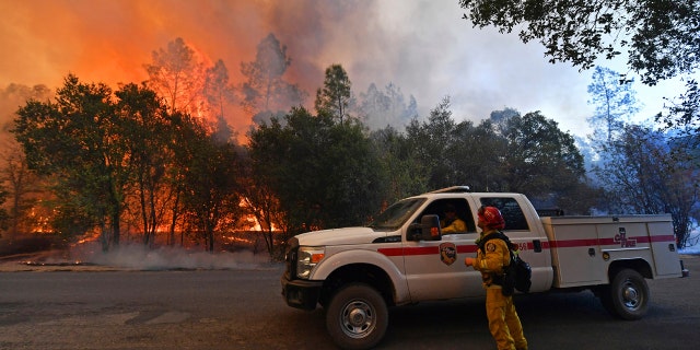 A firefighter glances up as trees begin to catch fire along Crystal Springs Road while battling the Glass Fire in St. Helena, Calif., on Sunday, Sept. 27, 2020.