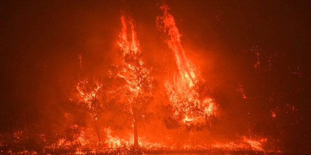 Trees burn in strong wind on the Silverado Trail as a hillside goes up in flames during the Glass Fire in St. Helena, Calif., on Sunday, Sept. 27, 2020.