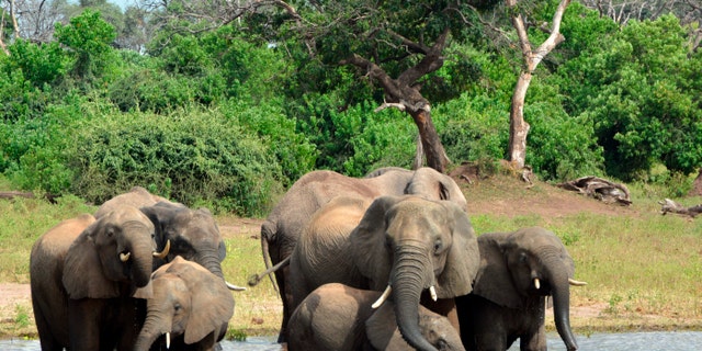 Elephants drink from the Chobe National Park in Botswana.