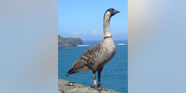 Hawaiian Goose aka "Nene" at Kilauea Point, NWR