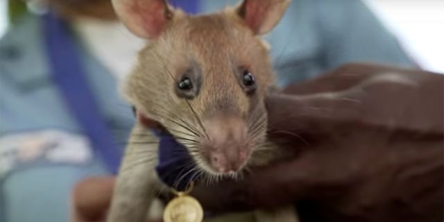 Landmine detection rat Magawa received the PDSA Gold Medal for his life-saving work in Cambodia