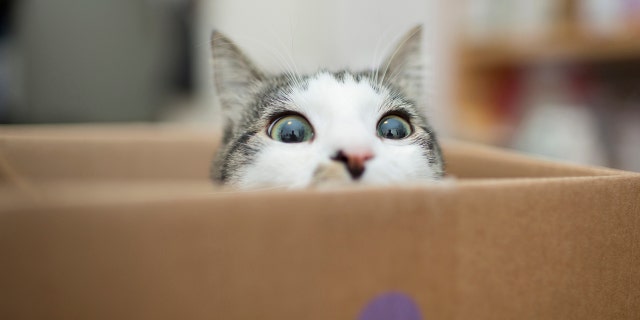 A cat is shown peeking its head out of a box in this image. Scores of shelters across the nation have cats ready for adoption as well.