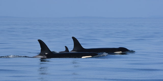 The new calf, J57, with its mother, J35, also known as Tahlequah, were spotted in the eastern Strait of Juan de Fuca in U.S. waters on Friday.
