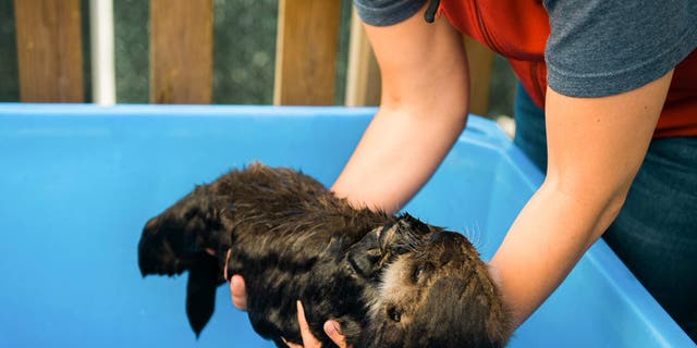 A volunteer at the rescue center holds a wet baby Joey. (Credit: Vancouver Aquarium/Ocean Wise)